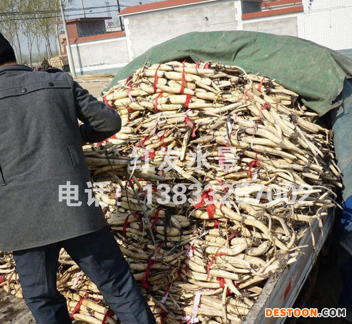 基地藕苗池塘绿化水生植物水生花卉荷花种藕莲藕种苗量大从优