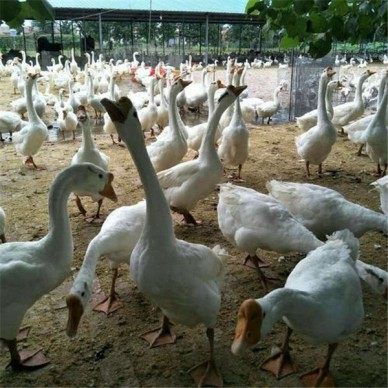 鼎发养鹅场批发匈牙利鹅 成品鹅回收 大品种鹅苗批发