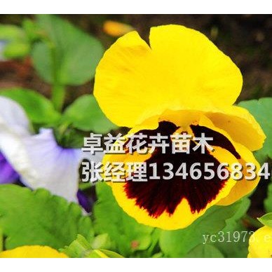 安徽角堇_潍坊知名的角堇提供商