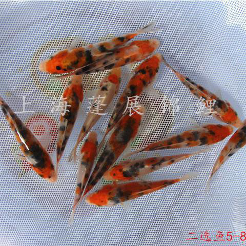 【锦鲤鱼苗批发】  供应台州锦鲤厂家 台州蓬展