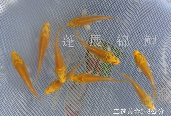 【供应台州蓬展 锦鲤价格】  001锦鲤鱼苗