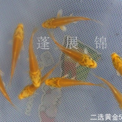 【供应台州蓬展 锦鲤价格】  001锦鲤鱼苗