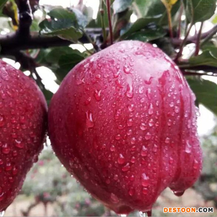 饶阳恒发 代购批发 新鲜红苹果  新鲜水果 新鲜花牛苹果 花牛 品质齐全