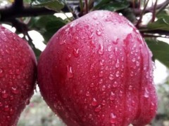 饶阳恒发 代购批发 新鲜红苹果  新鲜水果 新鲜花牛苹果 花牛 品质齐全