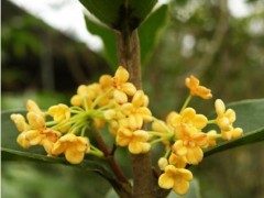 六安桂花苗--桂花怎样浇水比较好？桂花苗怎样浇水？