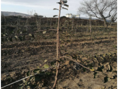 苹果树自在纺锤形夏季修剪  需留意的成绩-区县静态