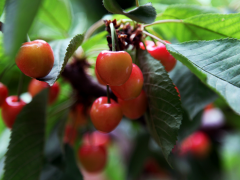 五月神农樱桃红——宝鸡水果网络销售季暨渭滨区樱桃采摘节启动-宝鸡鹤壁市农业农村局