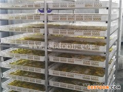 黄花菜烘干箱-黄花菜烘干箱多少钱-河南国信机械(优质商家)
