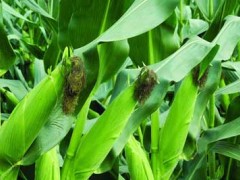 玉米种植：玉米高产种植技术的推行任务