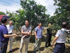 省农科院专家来怀指导科技防涝救灾减损