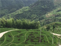 溆浦创意农业示范水稻画之国宝大熊猫