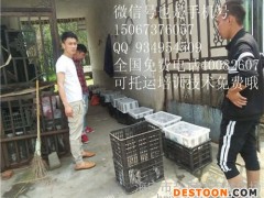 广安肉兔饲养农村扶贫项目售价