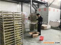 黄花菜干燥设备能耗-国信机械-黄花菜干燥设备