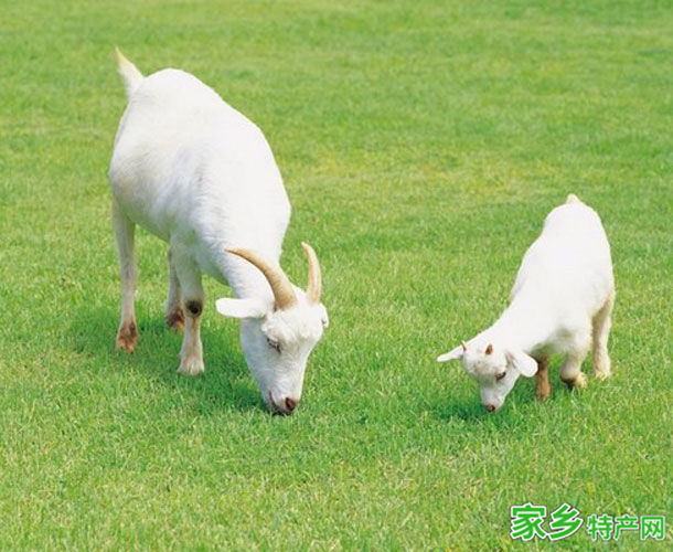 康巴什特产-白山羊相关图片