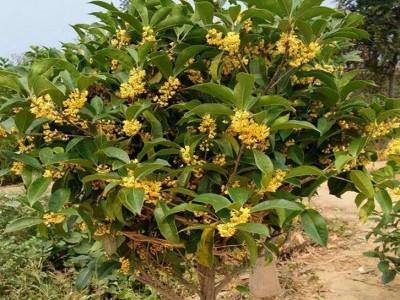 六安桂花树苗