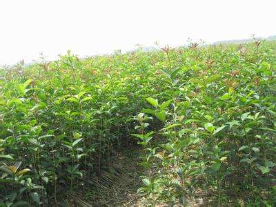 咸宁桂花苗木
