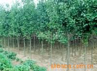 供应园林绿化银杏树、邳州白果树、树苗(图)