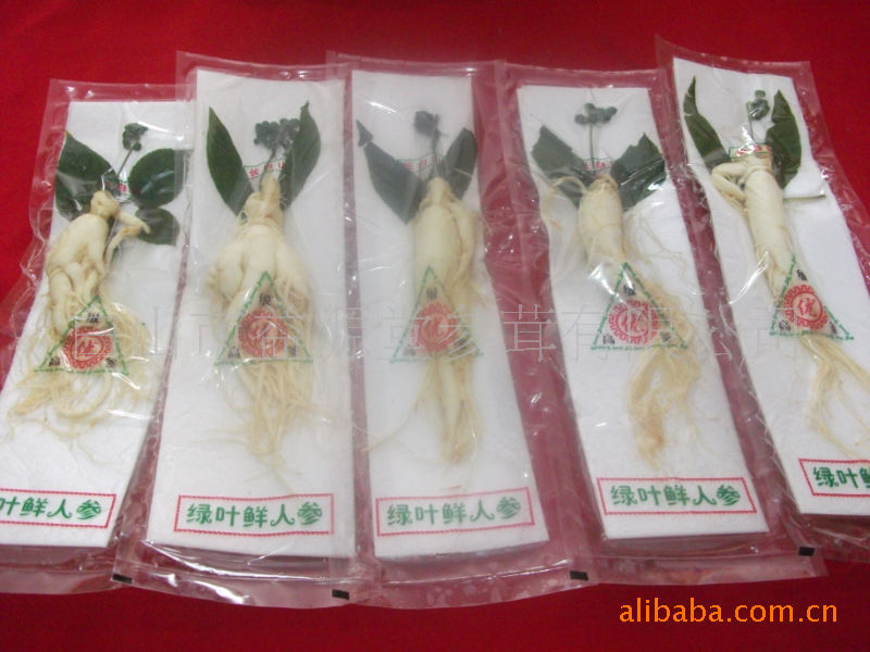 人参鲜叶人参鲜果保鲜人参