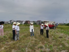 余江区绿肥留种中心示范喜获歉收