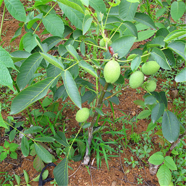 岱宗_核桃苗_批发