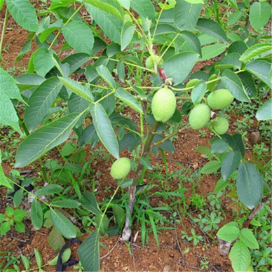 岱宗_核桃苗_批发