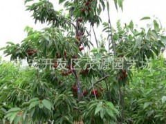 矮化樱桃苗，嫁接樱桃苗，占地樱桃苗，吉塞拉矮化樱桃苗