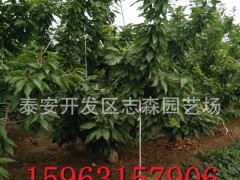 樱桃苗 嫁接樱桃苗 志森园艺场樱桃苗 嫁接樱桃苗