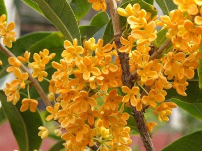 阜阳桂花苗木