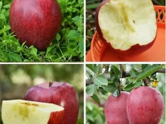 饶阳恒发 代购批发 红苹果 新鲜水果  苹果  新鲜花牛苹果 花牛 品种齐全