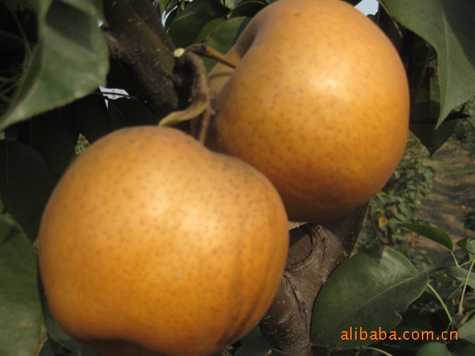 专业生产批量供应“宝仓”牌晚秋黄梨(图)