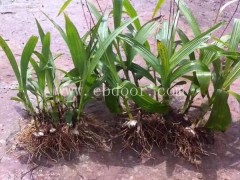 白芨-叶氏种植300亩基地-鲜白芨的价格