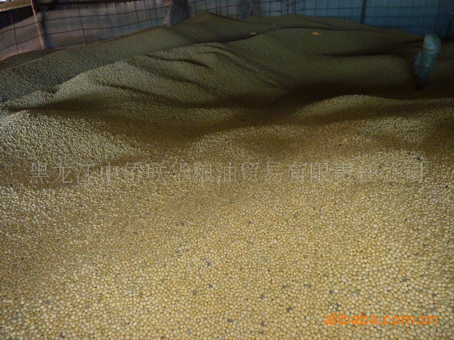 非转基因《金河盛》牌黄豆