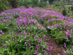 白及种苗-叶氏药材合作社(在线咨询)-昆明白及