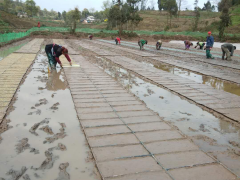 大竹县多种方式推进水稻机械化育秧_达州鹤壁市农业农村局