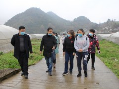 省辣椒产业展开专班到黔西县指点调研辣椒产业消费情况