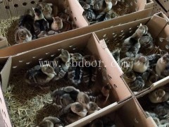 妙林农业孔雀苗批发价(图)-孔雀苗多少钱一只-玉溪孔雀苗