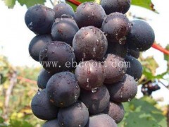 浦江特产葡萄-天津葡萄-【浦江茶艺轩】
