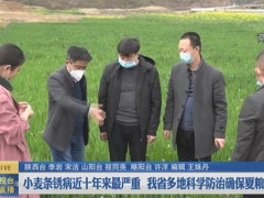 商洛鹤壁市采取四项举措 力促小麦条锈病防控