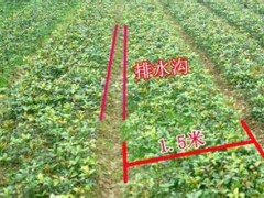 六安桂花苗--如何整理桂花树苗的土地
