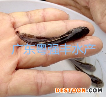 广东鲶鱼苗批发 广东粤强丰水产南方大口鲶鱼苗供应