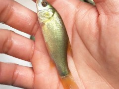 港兴水产淡水鱼苗批发|长江丁桂鱼苗|澳洲丁桂鱼苗