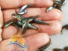 湖北枝江 鱼苗 采购丁桂鱼苗价格 采购须桂鱼种苗报价