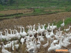 鹅苗-鹅雏孵化厂-朗德鹅苗的价格