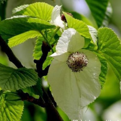 珙桐种子，珙桐， 绿友花卉种子站