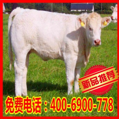 益民畜禽养殖 三元杂交小黄牛 肉牛批发