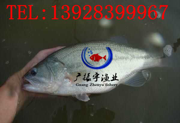 广振宇经营出售草鱼鱼苗青鱼价格