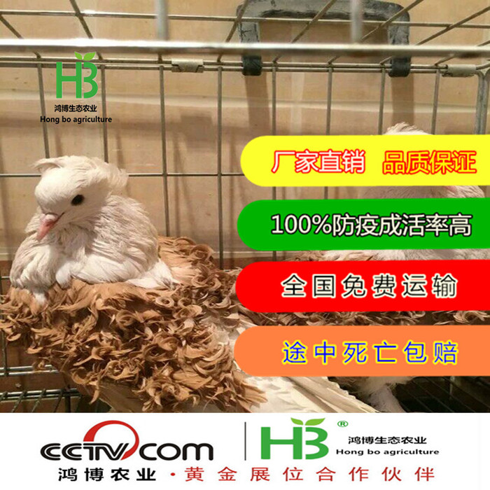 观赏鸽子一对 肉鸽 观赏鸽子 大鼻子