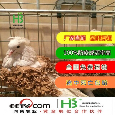 观赏鸽子一对 肉鸽 观赏鸽子 大鼻子