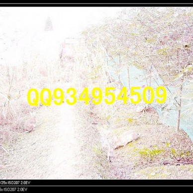 蚌埠肉兔草兔收购