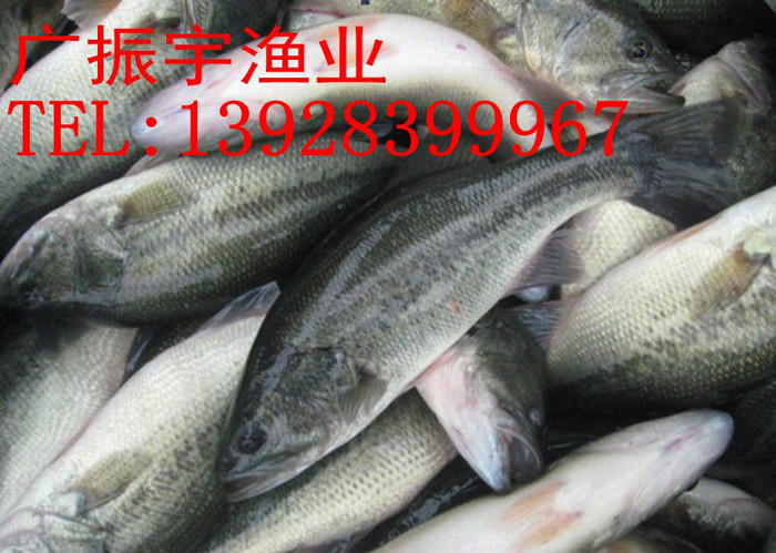 广振宇经营出售鲶鱼鱼苗黄骨鱼价格
